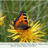 aglais urticae kinjal imago 1